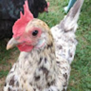 Meet your Posher, Stacey